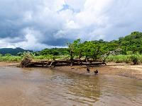 Mächtiger umgestürzter Baum am Rio Tárcoles mit zwei Rabengeier